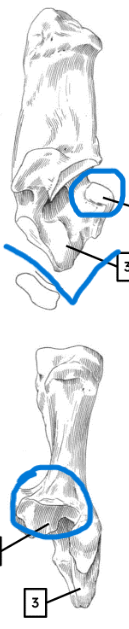 <ul><li><p>bulbous projection</p></li><li><p>single articular facet</p></li><li><p>poined projection</p></li></ul><p></p><p>cow calcaneus</p><p></p>