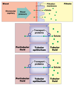 <p>transport of water and solutes from tubular fluid across tubular epithelium into peritubular fluid</p>
