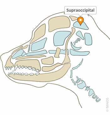 <p>Supraoccipital</p>