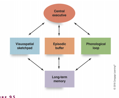 <p>Phonological loop → auditory and verbal information </p><p>Episodic buffer → area to combine past information that has already been encoded into long-term memory</p><p>Visuospatial sketchpad → visual and spacial information</p>