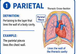 <p>Pertaining to the layer that lines the wall of a body cavity.</p><p>Example: The parietal pleura lines the inside of the chest wall.</p>