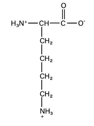 <p>basic</p>