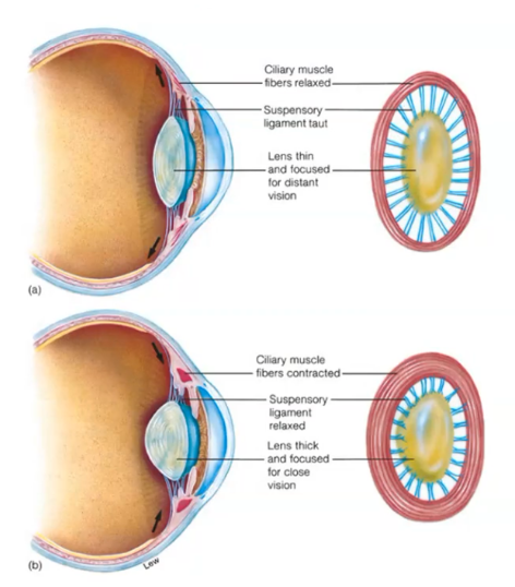 <p>Far: ciliary muscles relax → suspensory ligaments taut → lens thin (least convex) → bends light less<br><br>Near: (<strong>as distance decreases</strong>): ciliary muscles contract → ligaments slack → lens recoils thick (more convex) → bends light more</p>
