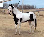 <p>A mix of tobiano and overo characteristics due to horse having genetics for both patterns</p>
