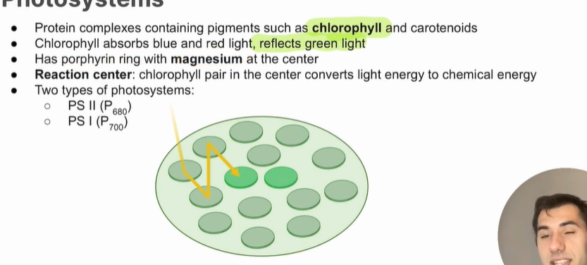 <ul><li><p>Protein complexes containing pigments such as chlorophyll and carotenoids</p></li><li><p>Chlorophyll absorbs blue and red light, reflects green light</p></li></ul><p></p>
