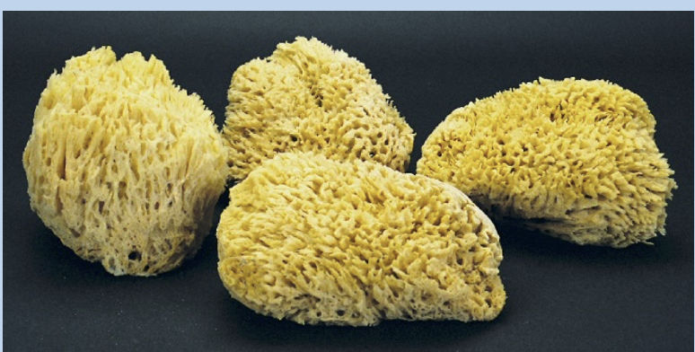 <p>Name means “pore/opening” “bearing”; AKA sponges </p><p>Asymmetrical, sessile filter feeders </p><p>Specimens we observed include wool sponges </p><p>Has no true tissues</p>