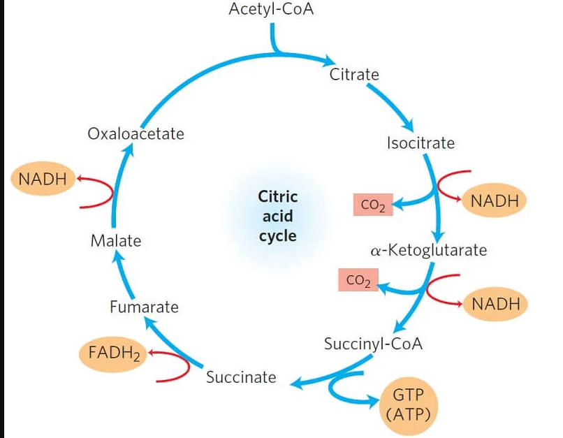 <p>remeber what steps produce high energy molecules. Key steps are the oxidations:</p><ul><li><p><strong>isocitrate dehydrogenase</strong> - produces a-ketoglutartate, produces NADH and CO2. stimulated by ADP and Ca, inhibited by high energy molecules</p></li><li><p><strong>a-ketoglutartate dehydrogenase complex</strong>- produces succinyl coA, NADH and CO2. same inhibitors/promoters. Has the same cofactors as PDHC</p></li><li><p><strong>Succinate dehydrogenase</strong>: produces Fumarate and FADH.</p></li><li><p><strong>Malate dehydrogenase:</strong> produces oxaloacetate, generated NADH. Not significantly allosterically regulated.</p></li></ul><p></p><ul><li><p>Succinyl Coa to succinate produces a GTP as the thoester bond in CoA is broken</p></li></ul><p></p>
