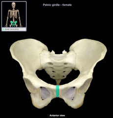 <p>a cartilaginous joint that is the point of fusion for two pubic bones</p>