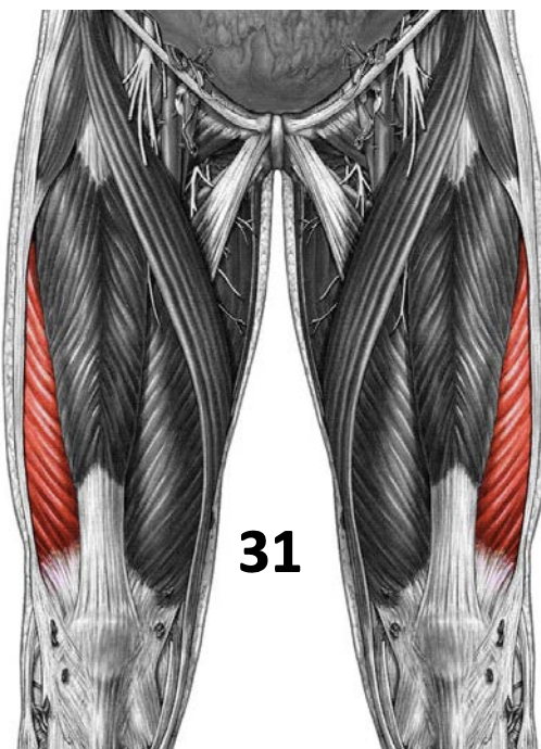 <p>Vastus Lateralis </p>