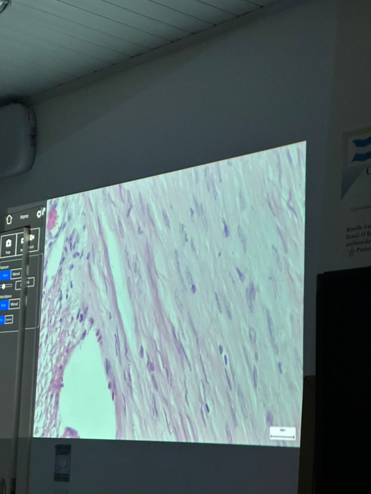 term image