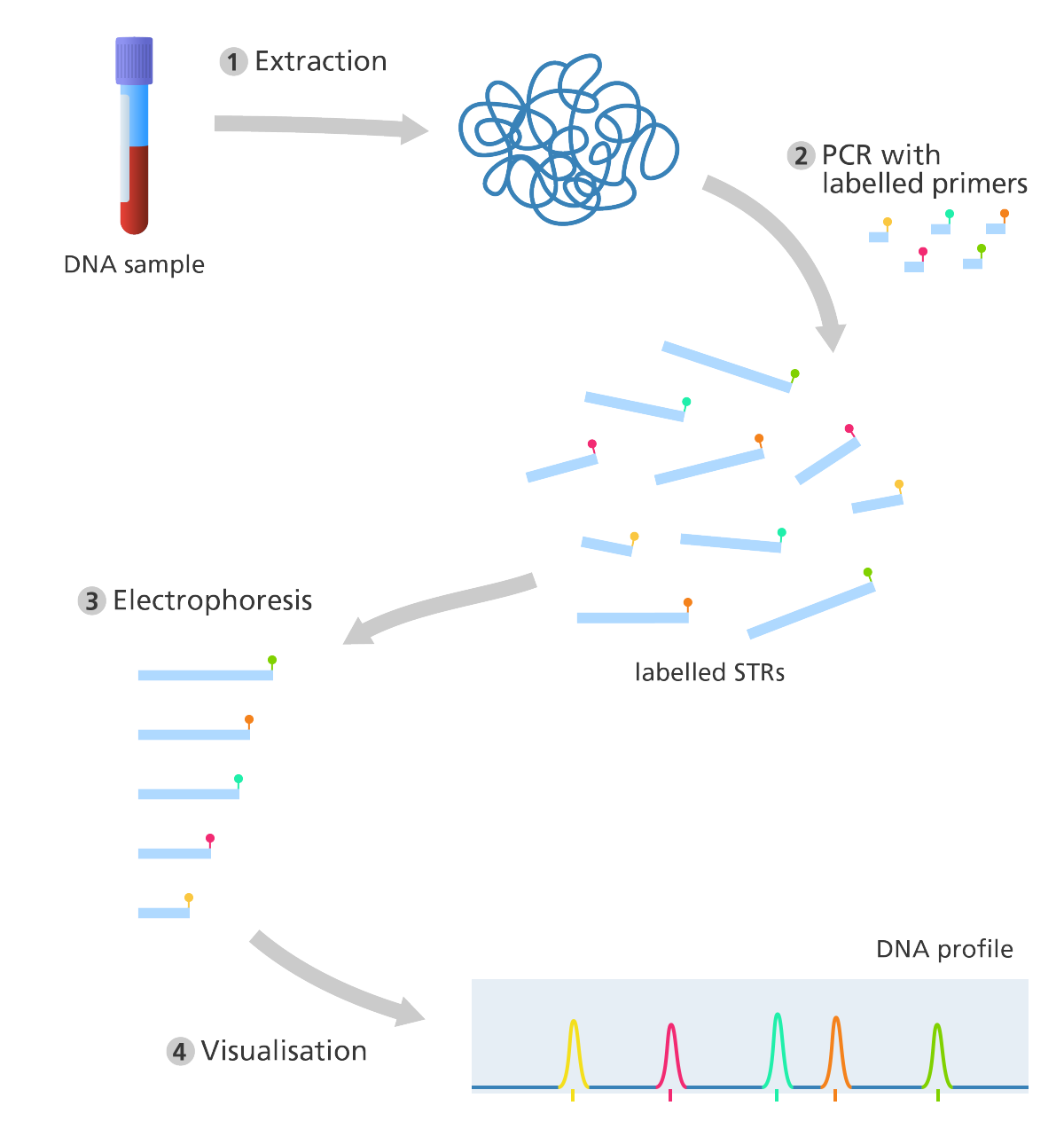 <ol><li><p>Extract DNA (ffrom crime scene and suspects)</p></li><li><p>Purify DNA</p></li><li><p>Carry out multiplex PCR</p></li><li><p>Run PCR products on a genetic analyser (capillary electrophoresis)</p></li><li><p>Assign genotypes</p></li></ol><p></p>