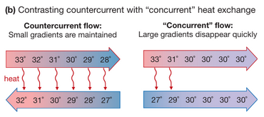 <p><span style="background-color: transparent;">Have vessels in close contact that carry warm and cool fluids in opposite directions </span></p>