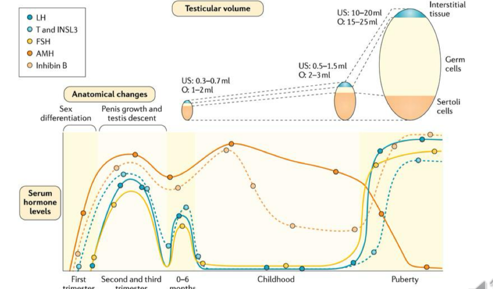 <ul><li><p>testosterone patterns</p></li><li><p>LH and FSH follows the testosterone patterns as well</p></li><li><p>Increase in germ cells = increase in volume in the testis</p></li></ul><p></p>