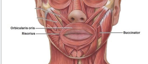 <p>compresses cheeks</p>