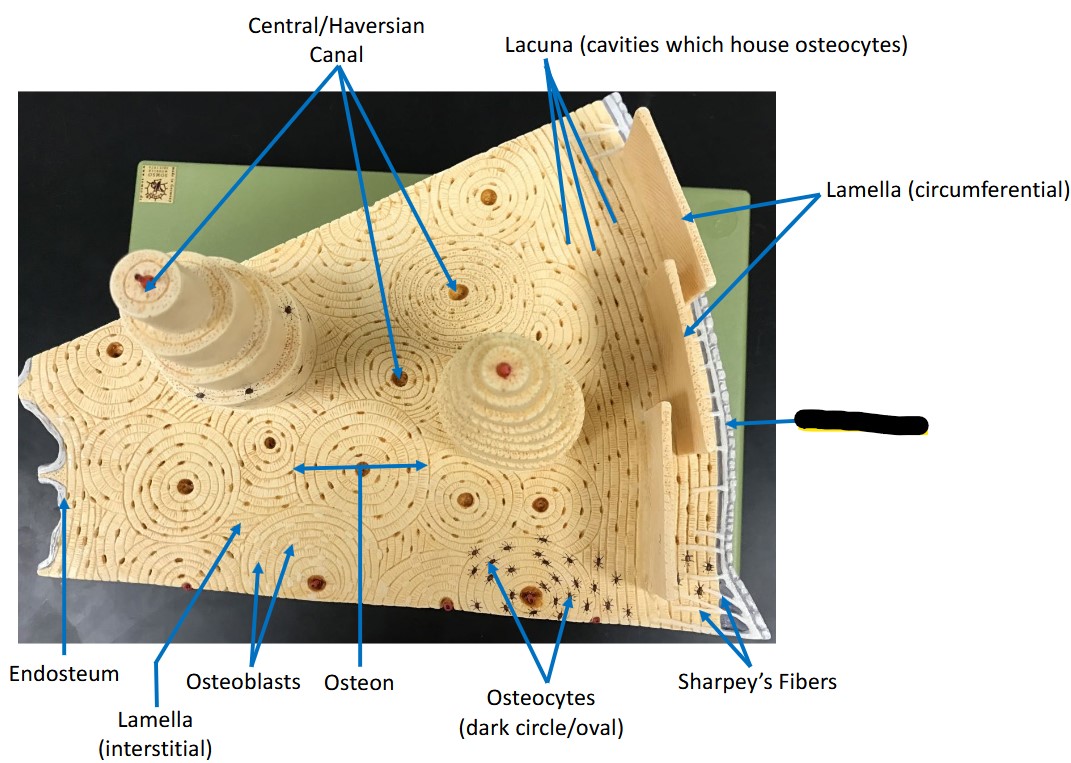 <p>Identify the structure.</p>