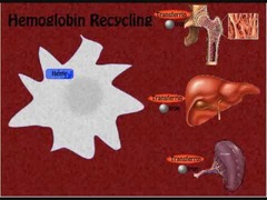 <p>Iron is bound to transferrin and transported to the bone marrow for erythropoiesis.</p>