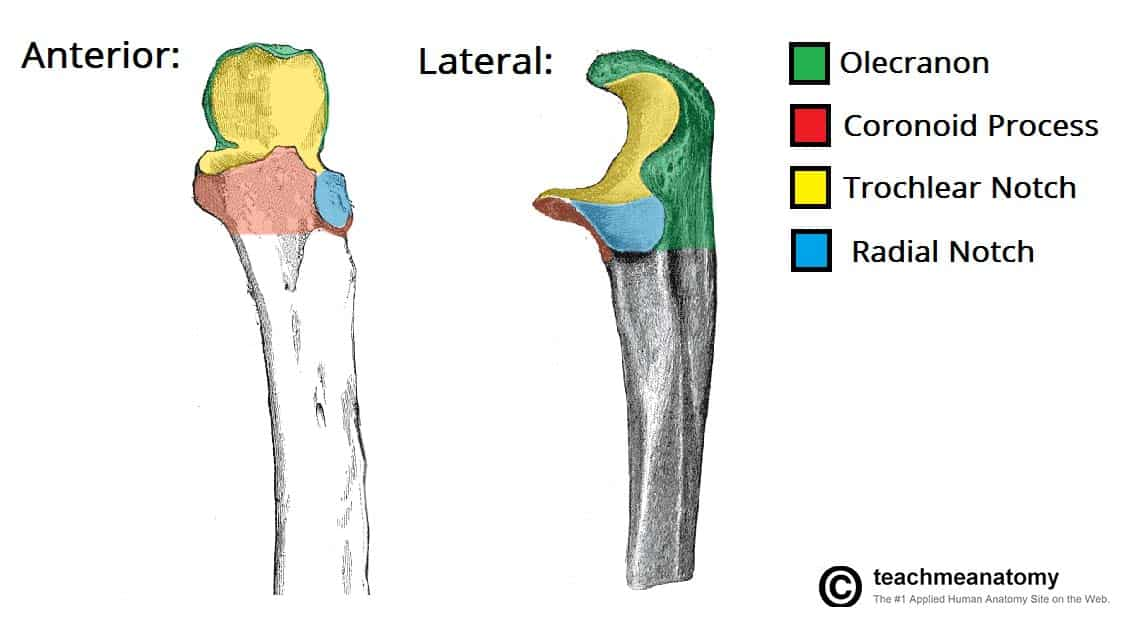 <ul><li><p><mark data-color="yellow" style="background-color: yellow; color: inherit;">Jaw-like process btwn</mark> olecranon &amp; coronoid process</p></li><li><p>Articulates w/ trochlea of humerus, forming the humeroulnar joint</p></li></ul><p></p>