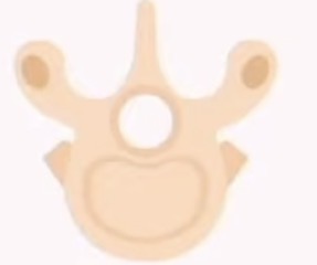 <p>name the bone and the bone shape:</p>