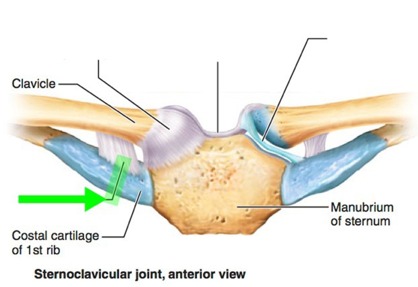 <p>limits clavicular elevation</p>