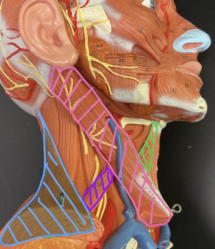 <p>what is the purple muscle?</p>