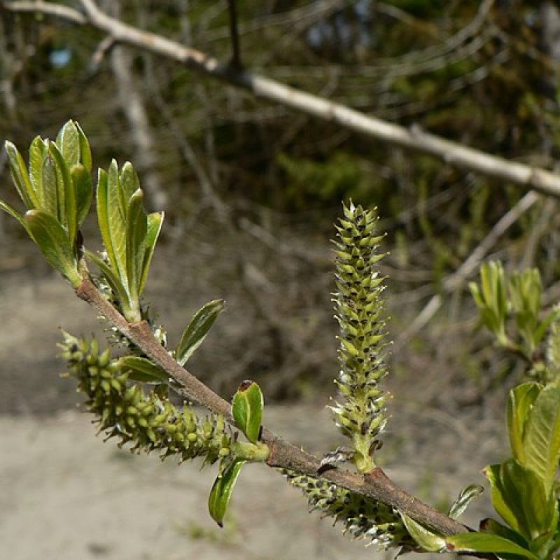 <p>salix sitchensis</p>