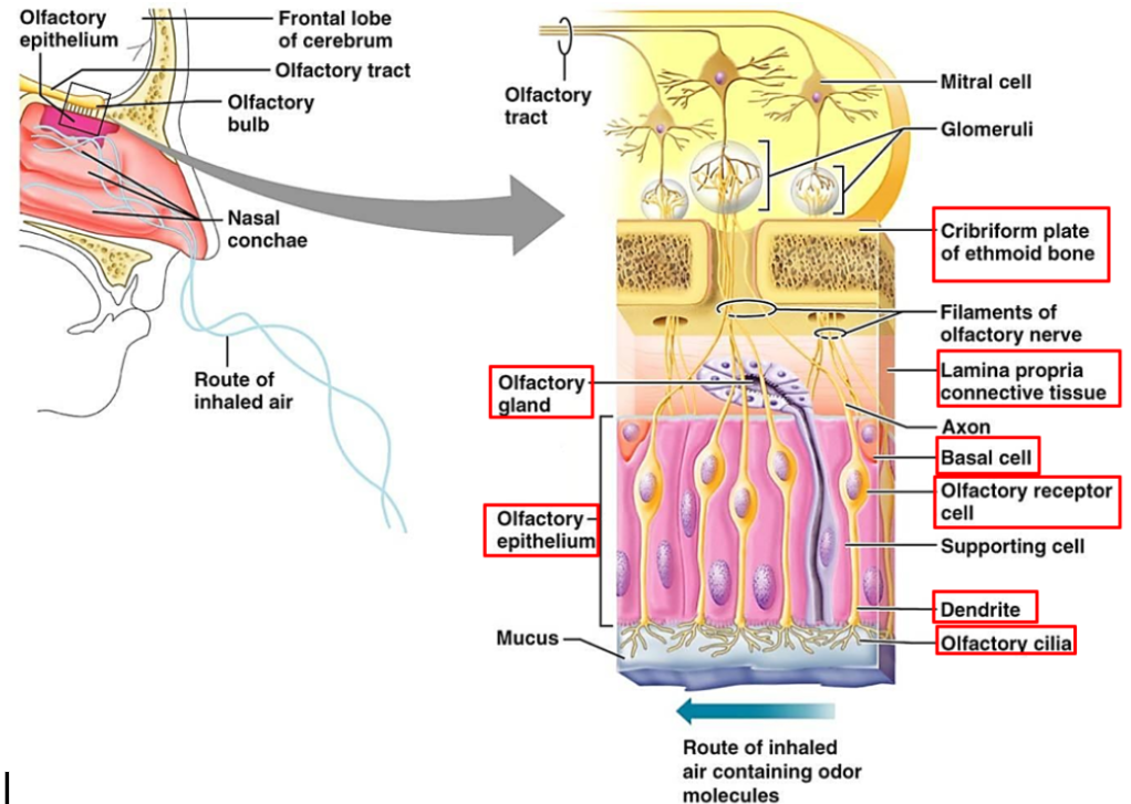 <p>one on each side of the roof of nasal cavity. Control smell. Made of the lamina propria and olfactory epithelium. </p>