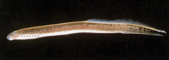 <p>Anguilliform</p><p>No distinct jaws (sucking disc)</p><p>No paired fins or scales</p><p>7 pairs of gill openings</p><p>Ex. Northern Brook Lamprey, Sea Lamprey</p>