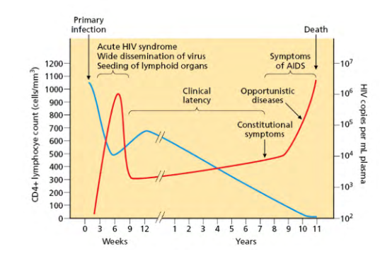 <p>- HIV RNA levels in blood plasma are plotted in red (on the right hand axis), and CD4+ lymphocyte host cells are plotted in blue (on the left-hand axis).</p><p>- the phrase clinical latency refers to a long asymptotic period that can last years</p>