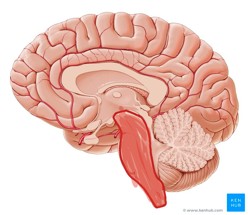 <p>What structure is shown.</p>