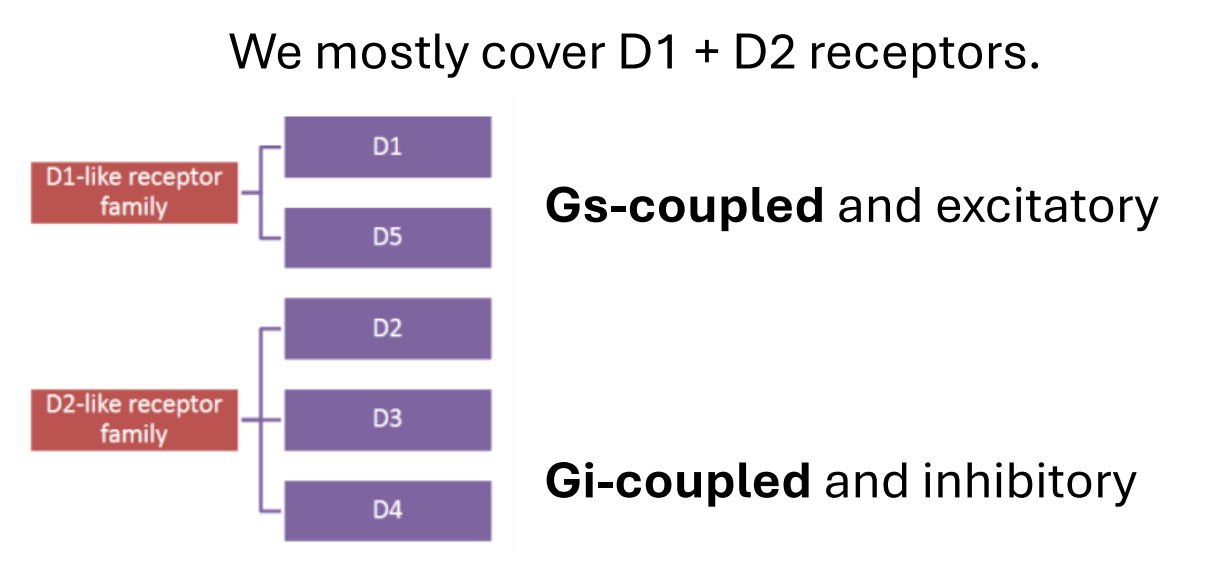 <ul><li><p>We mostly cover D1 + D2 receptors.</p></li><li><p><strong>Gs-coupled </strong>and excitatory</p></li><li><p><strong>Gi-coupled</strong> and inhibitory</p></li></ul><div data-type="horizontalRule"><hr></div><ul><li><p></p></li></ul><p></p>