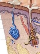 <p>Blue organelle</p>