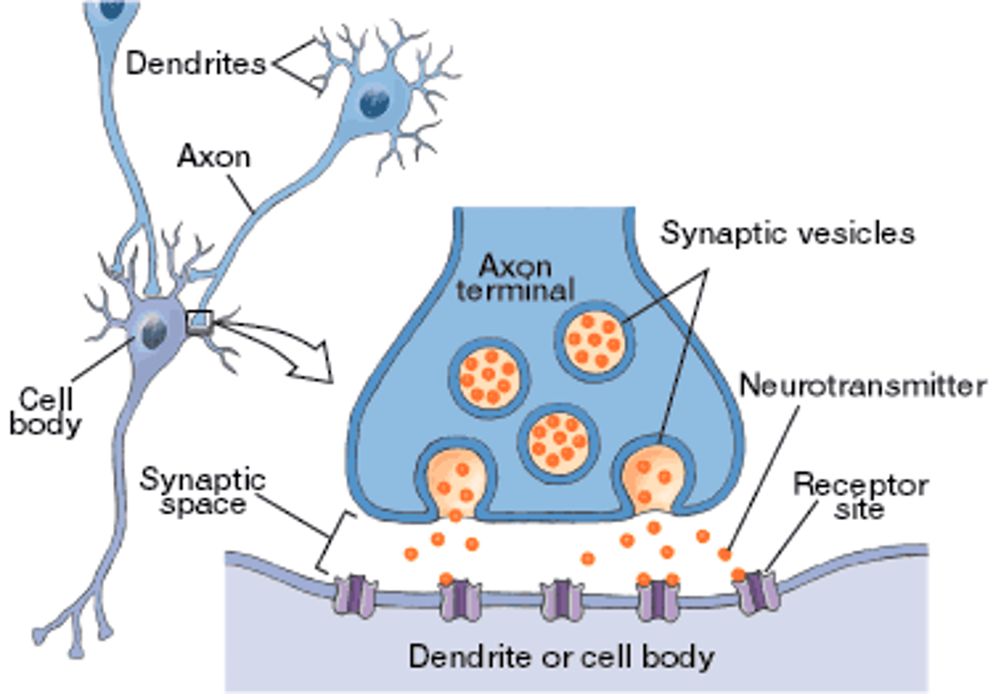 <p>Vesicles containing acetylcholine.</p>