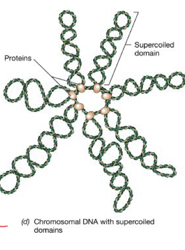 <p>Il DNA batterico è circolare e molto lungo, quindi deve essere compattato:</p><ul><li><p>Non è un’unica superelica, ma diviso in domini superavvolti (loop)</p></li><li><p>Ogni loop è stabilizzato da proteine del nucleoide</p></li><li><p>Viene fuori una forma a margherita</p></li></ul><p></p>