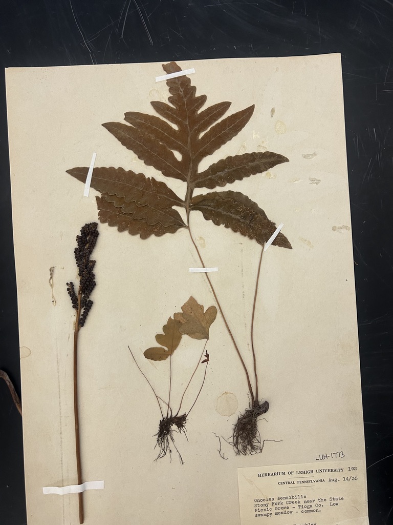 <p>Sensitive fern</p>