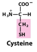 <p>Cysteine</p>