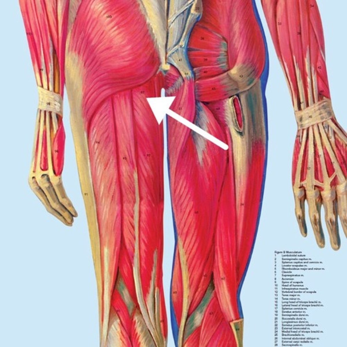 <p>What is this muscle?</p>
