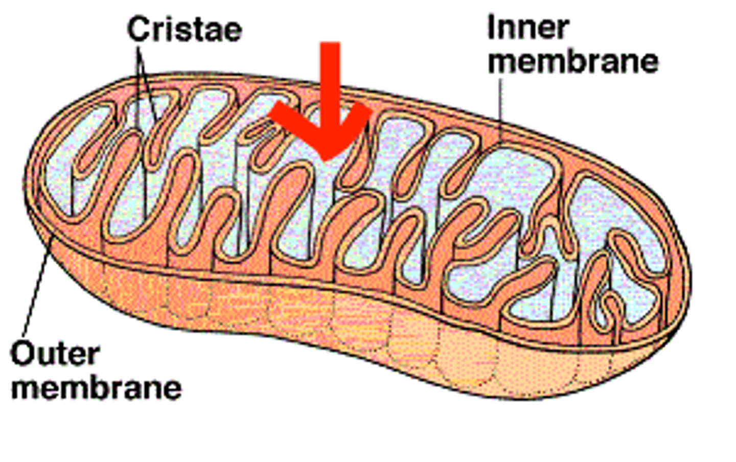 <p>The innermost compartment of a mitochondrion, enclosed by the inner mitochondrial membrane. It contains various enzymes and other essential components involved in cellular respiration.</p>