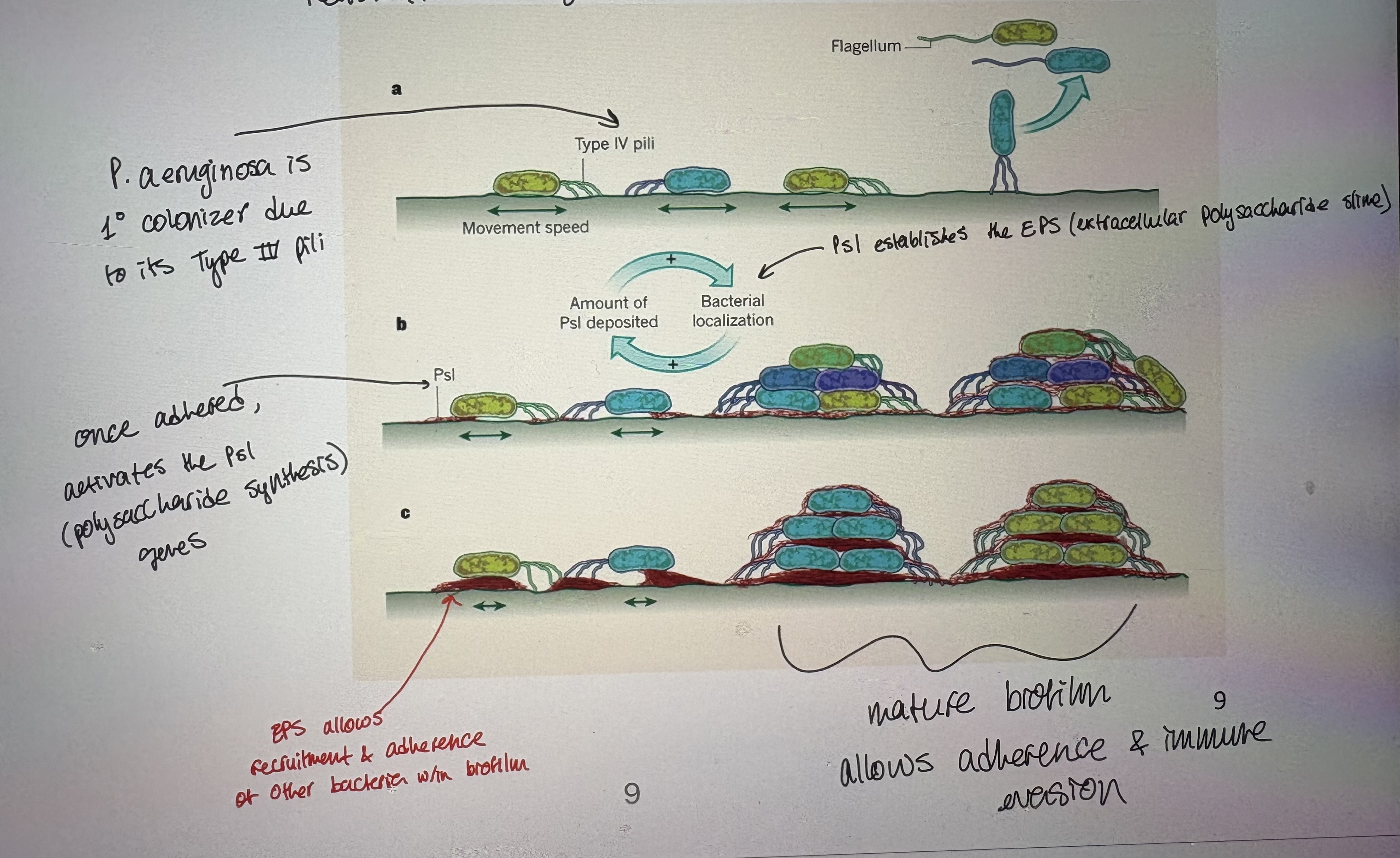 <p>- Example of an opportunistic pathogen</p><p>- Primarily a nosocomial pathogen</p><p>- Rod shaped, Gram (-)ve, aerobic bacteria</p><p>- Cause: Respiratory infections in susceptible patients eg cystic fibrosis patients </p><p>- Is a successful oppurtunistic pathogen because:</p><ul><li><p>Natural habitat; can grow in a wide temp range (4-37)</p></li><li><p>Metabolism; can grow on wide variety of substrates</p></li><li><p>Resistant to removal; associated w/ biofilm thus resistant to mechanical removal </p></li><li><p>Highly tolerant of chemical conditions. Resistant to many antibiotics. </p></li></ul><p></p><p></p>