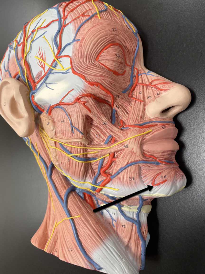 <p><strong>Head and Neck Muscle Identification Practice Quiz</strong></p><p>Identify the muscle indicated by the pointer.</p>