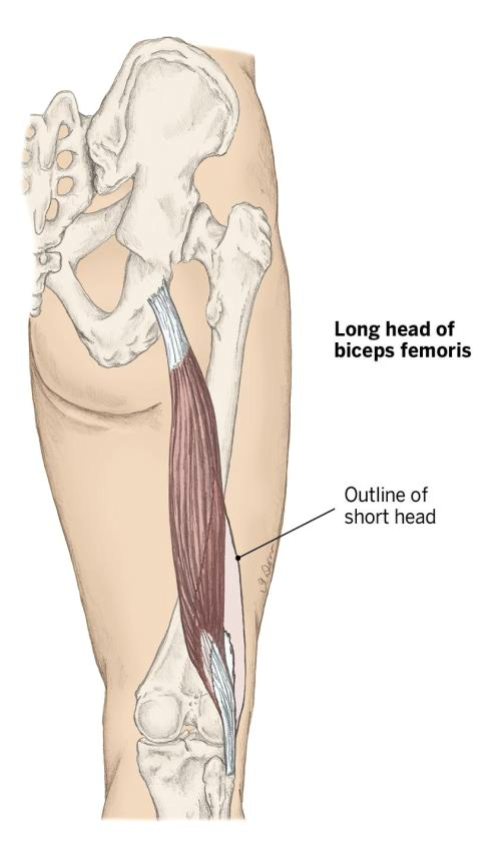 <p>Action: Flex the knee, Laterally rotate flexed knee, tilt pelvis posteriorly, </p><p>Origin: Long head: ischial tuberosity, Short head: lateral lip of linea aspera</p><p>Insertion: Head of the fibula</p>
