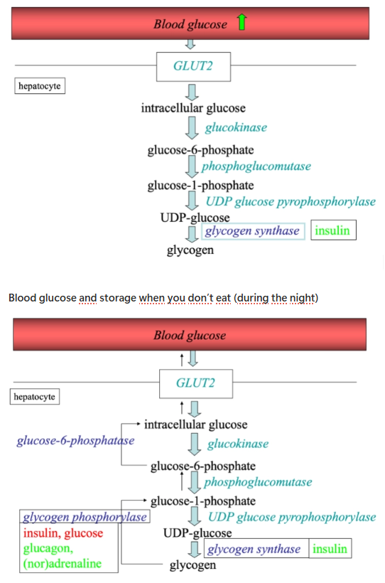 <ul><li><p>Green arrow: when you eat a meal</p><ul><li><p>Insulin stimulates glycogen synthase → glycogen can be produced</p></li></ul></li><li><p>Green is stimulation</p></li><li><p>Red is inhibition</p></li></ul><p></p>