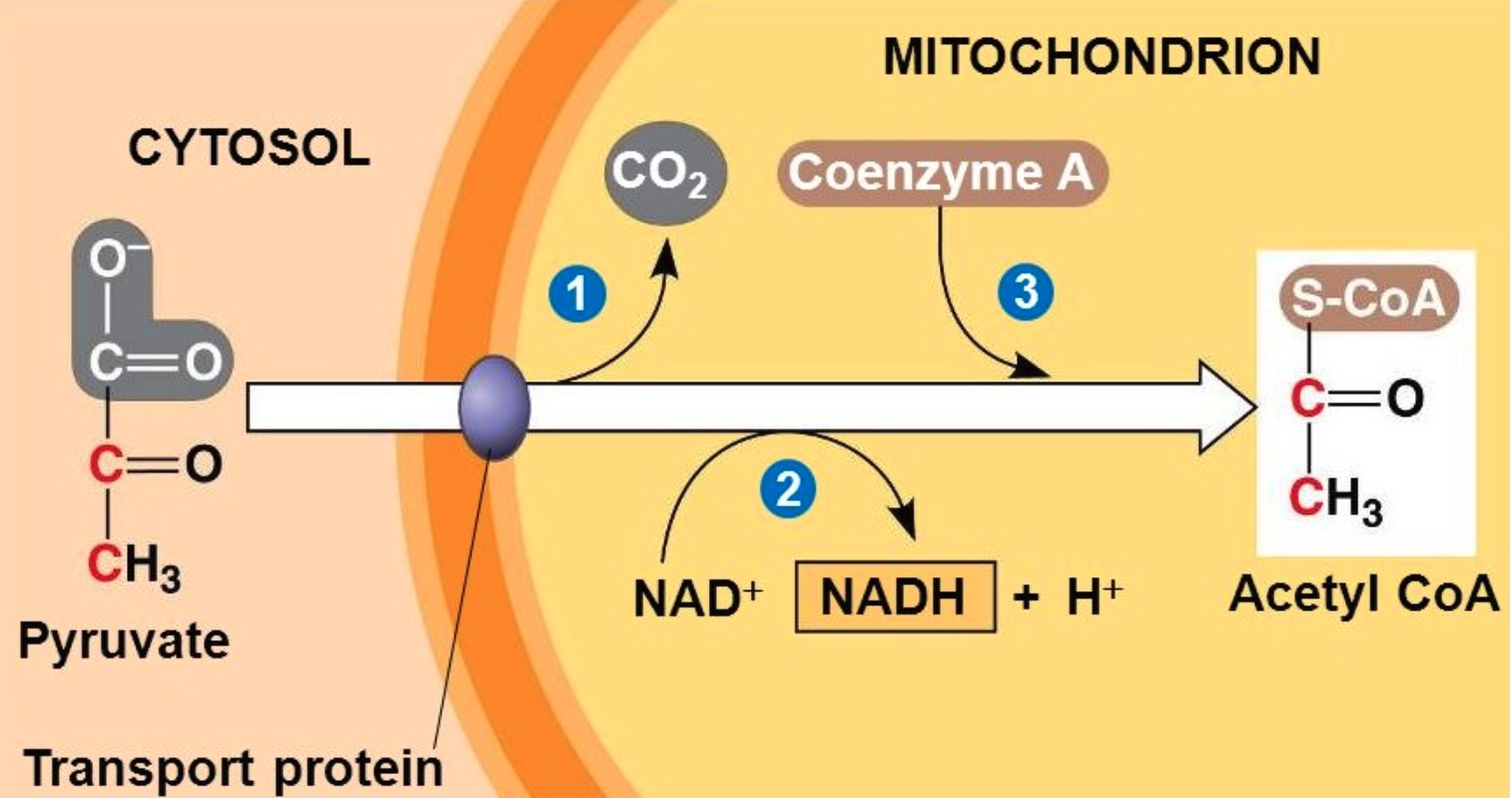 <ol><li><p>Pyruvate is brought past mitochondrial wall</p></li><li><p>Pyruvate changes to Acetyl-CoA during the transfer </p></li><li><p>Anaerobic </p></li><li><p>produces 2 Acetyl-CoA, 2 NADH, 2 CO2</p></li></ol><p></p>