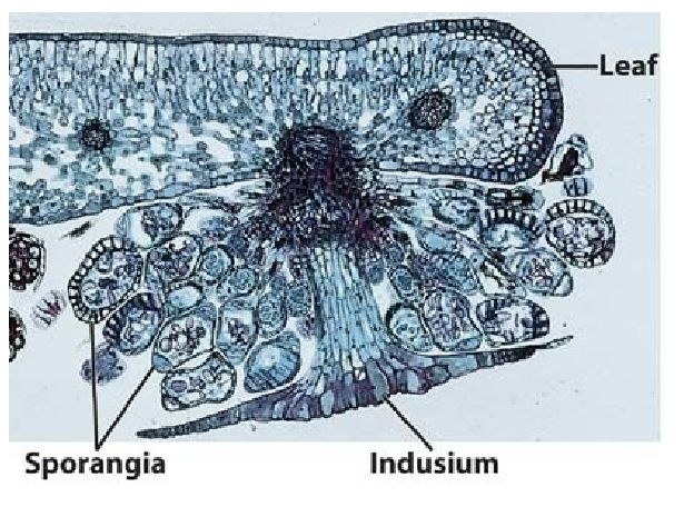 cross section of a sori