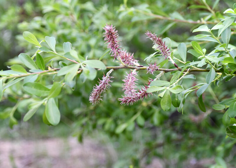 <p>Scoulers willow</p>
