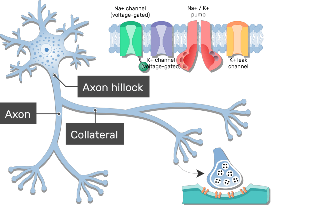 <p>side branches of an axon</p>