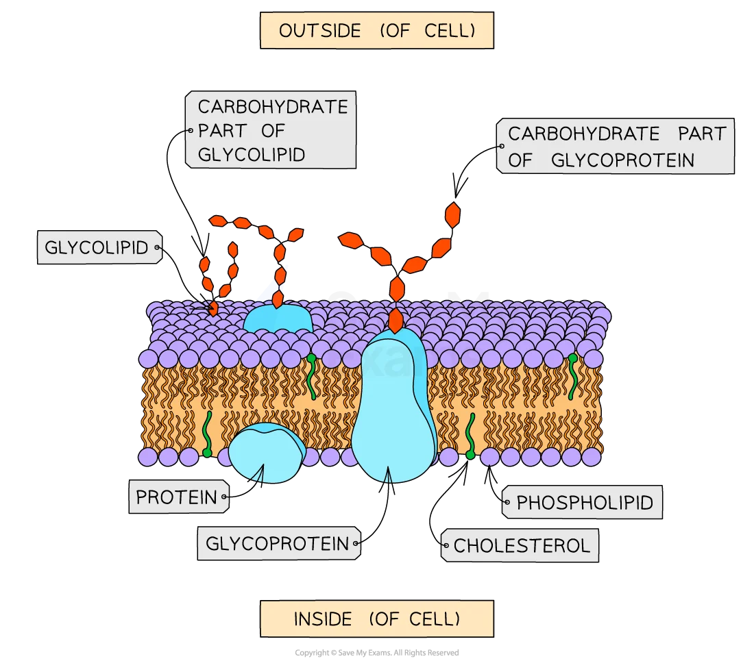 <p>Glycoproteins and Glycolipids</p>