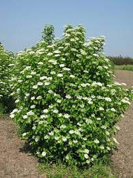 <p>Viburnum lentago - Nannyberry (adoxaceae)</p>