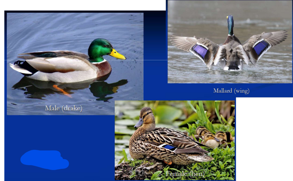 <p>What is the Order, Family, Subfamily and Common name of this vertebrate?</p>