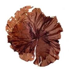 <p>red algae (rhodophyte)</p><p>sushi wrapper</p>