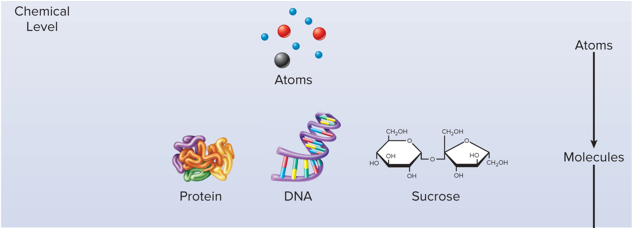 <p>Chemical Level</p>